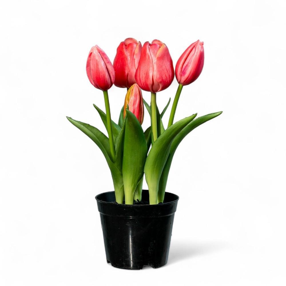 PIANTINA 5 TULIPANI REAL TOUCH H25 ROSA SCURO